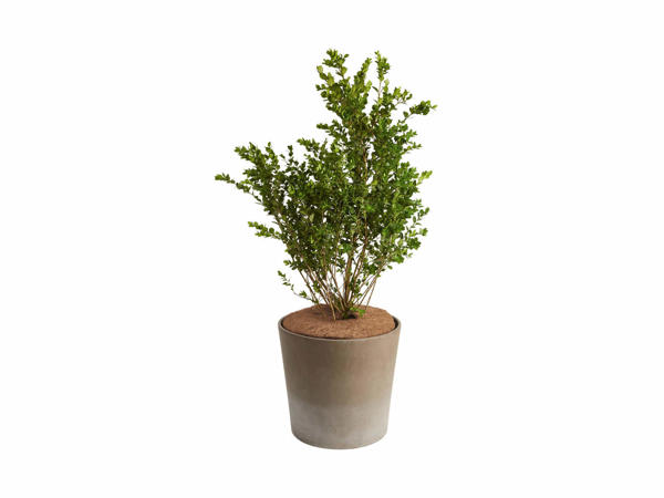 FLORABEST(R) Planteafdækning