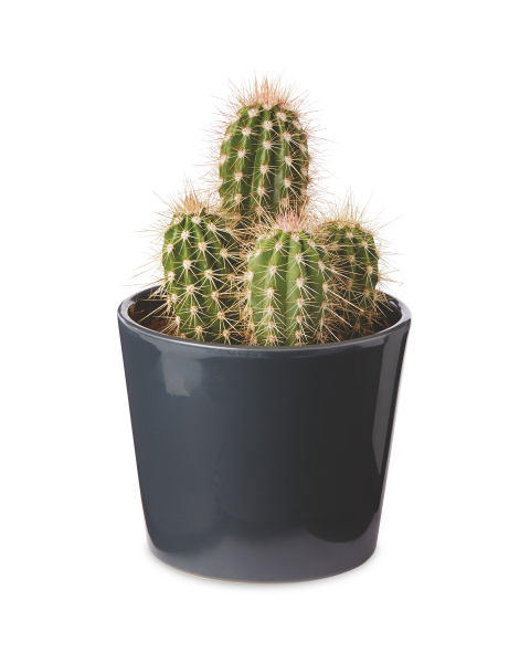 Christmas Cactus