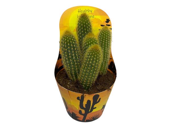 Cactus
