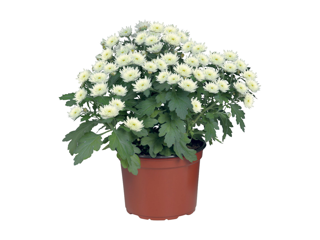 Chrysant Multiflora