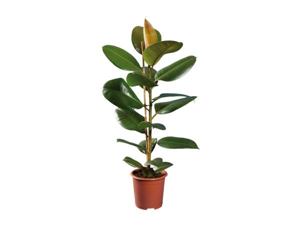 Houseplants
