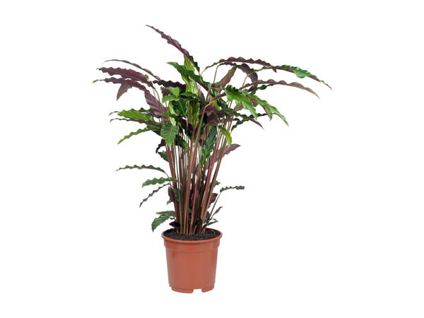 Green Plants