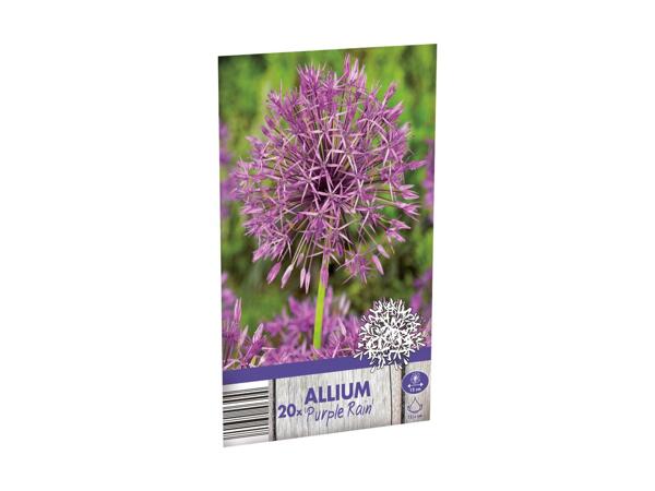 Allium Bulbs