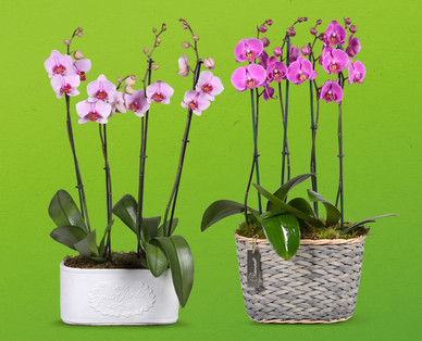 Hochwertiges Orchideenarrangement