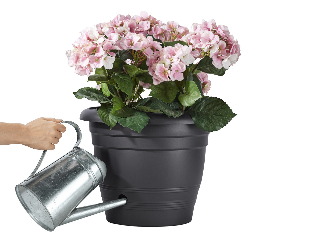 Plant Pot