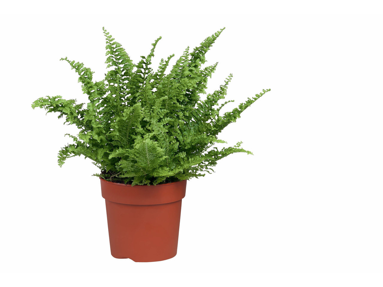 Groene plantenmix