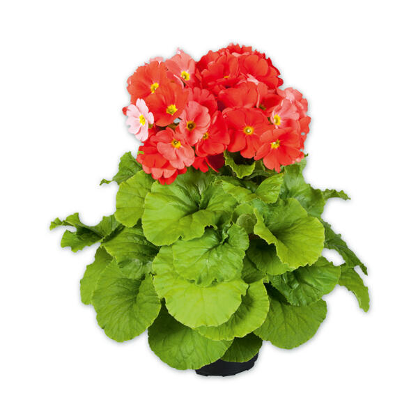 Primula Obconica "Touch me"