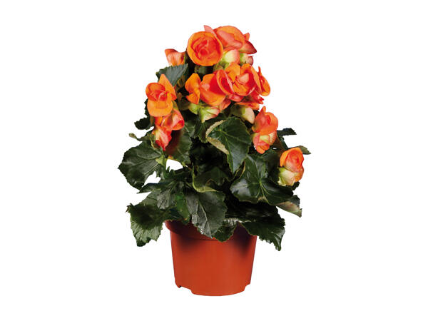 Flowering Plants