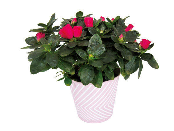Azalea in Pink Pot