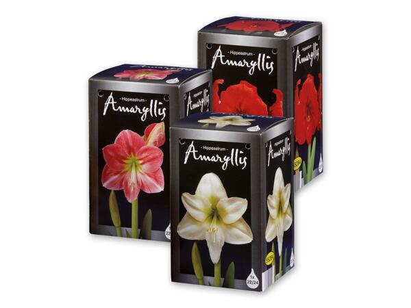 Amaryllis Bulbs