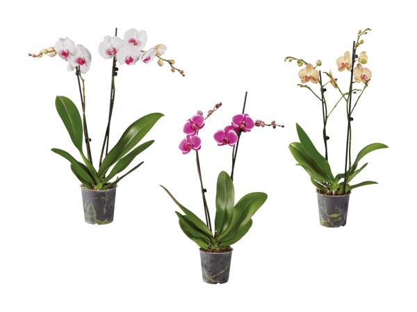 Phalaenopsis 2 tiges