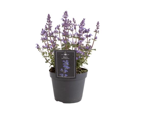 Primavera Garden Plant Mix
