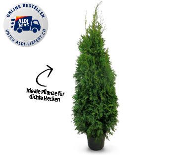Thuja Smaragd
