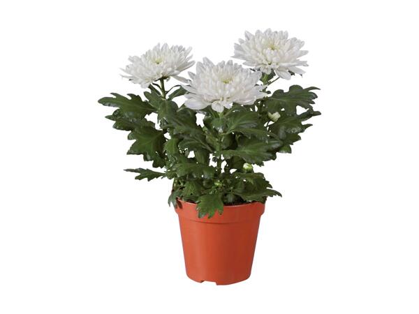 Chrysanthemum "Zembla"