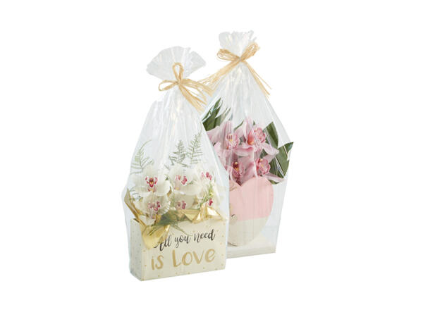 Cymbidium 6-stänglad