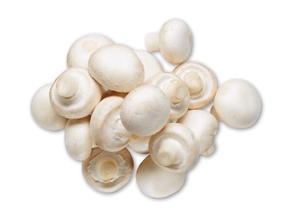 Danske champignon