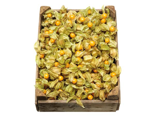 Physalis