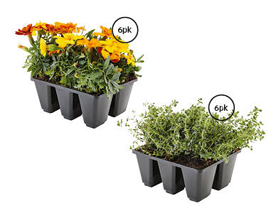 Mixed Herbs and Flowers 6pk