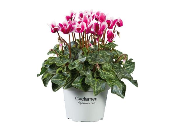 British Cyclamen
