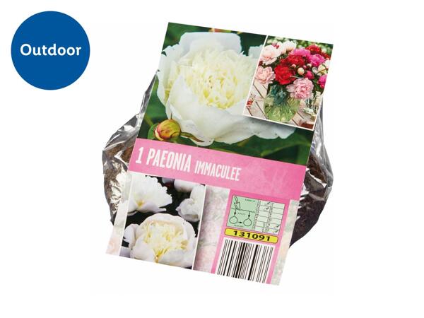Peony Bulbs