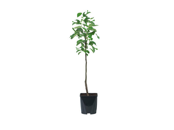 Arbre fruitier