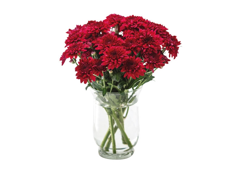 Chrysanthemums