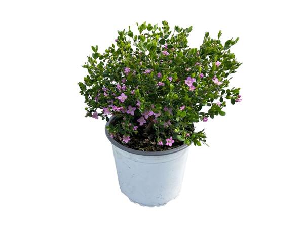 Boronia