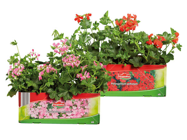 Hanging Geraniums