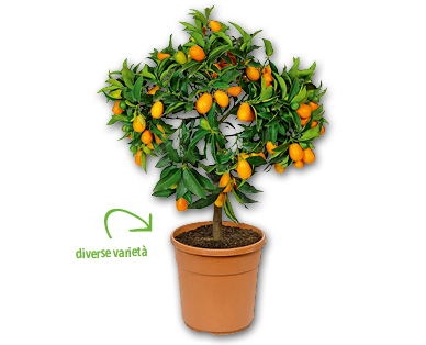 Piante mediterranee