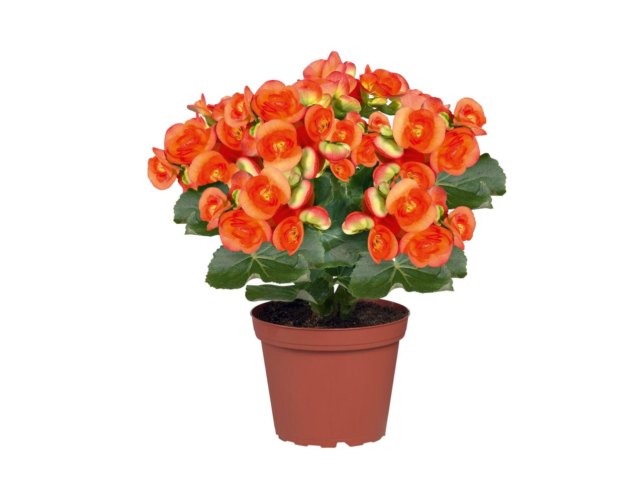 Begonia's