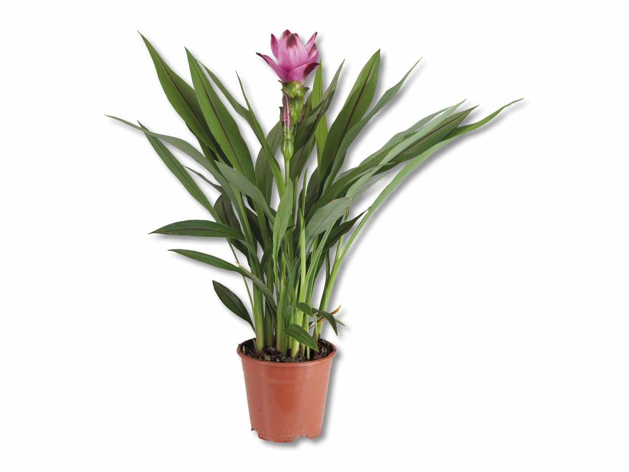 Curcuma alismatifolia