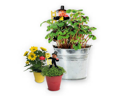 Porte-bonheur dans un pot en zinc
