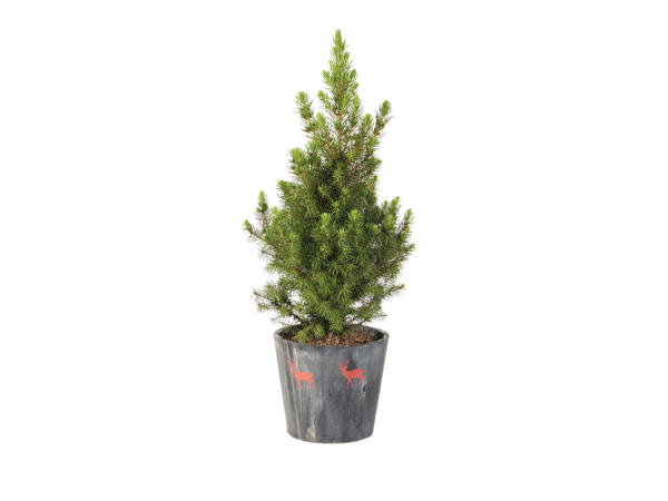 Conifer in Reindeer Pot