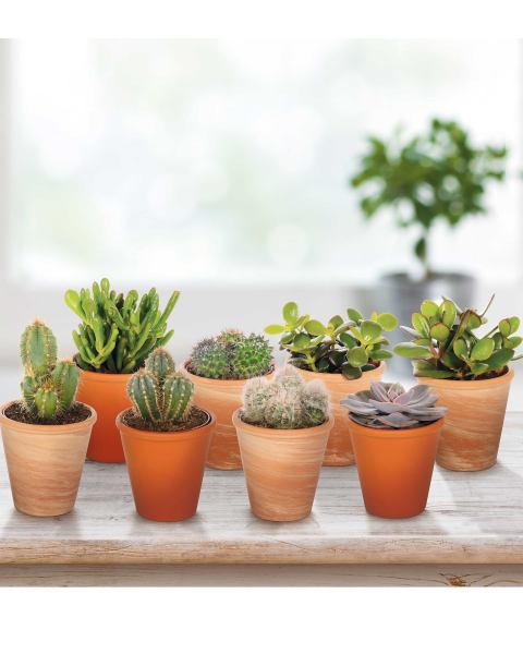 Cacti & Succulents