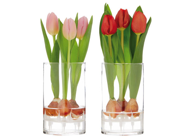Tulpenzwiebeln im Wasserglas