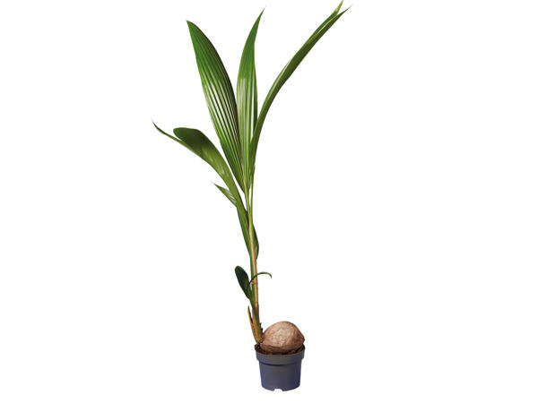 Kokospalme