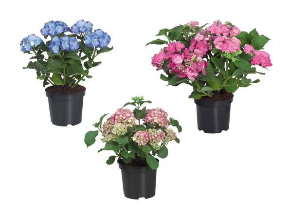 Hortensia de jardin