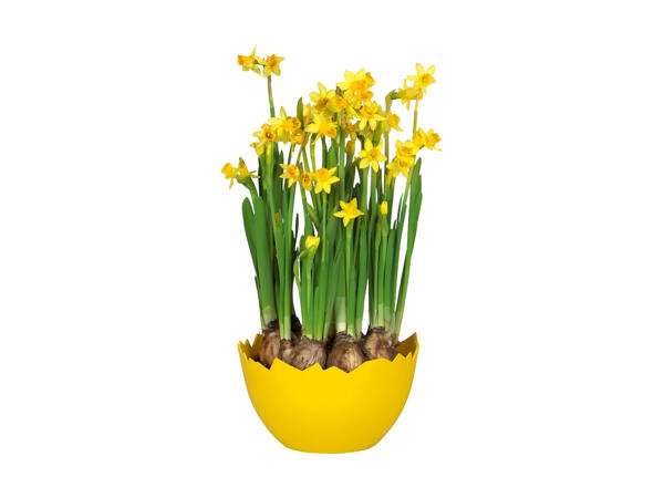 Narcisi in guscio d'uovo