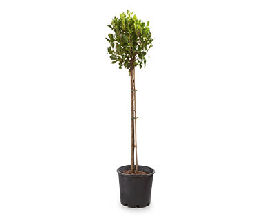 Standards – Ficus 200mm