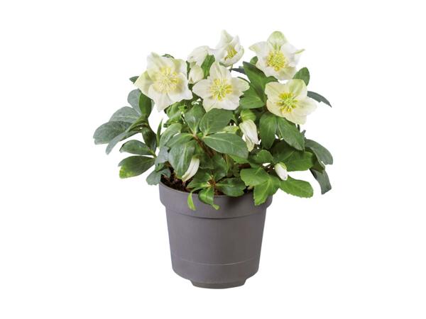 Rose de Noël (hellébore blanc)