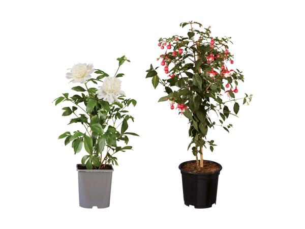 Bonderoser eller opstammet fuchsia
