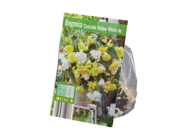 Begonia Bulbs