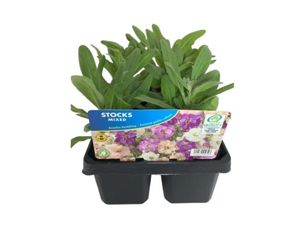 Jumbo Scented Stock