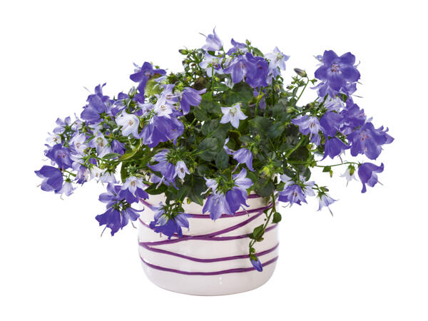 Flowering Plants