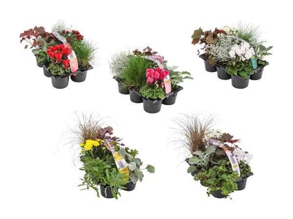 Assortiment d'automne