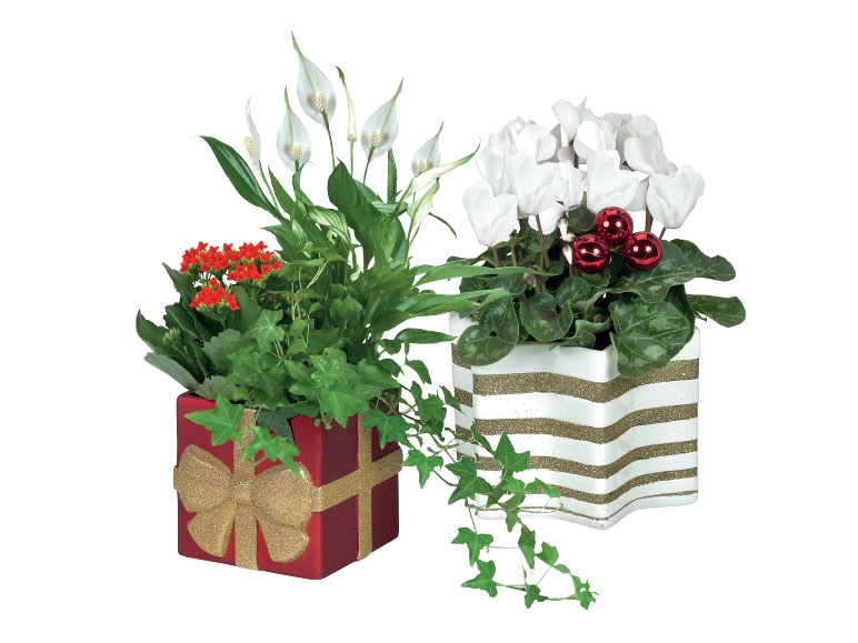 Flowering Plants in Christmas Ceramic Pot
