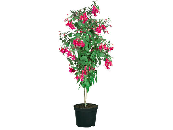 Fuchsienhochstamm