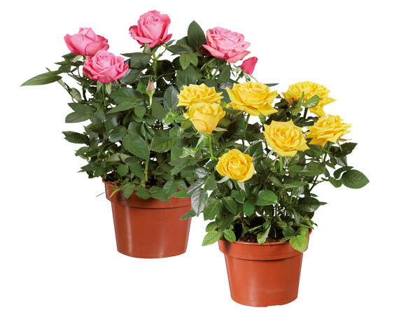 Rose in Pot