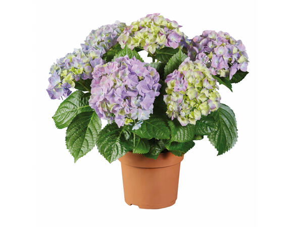 Hydrangea