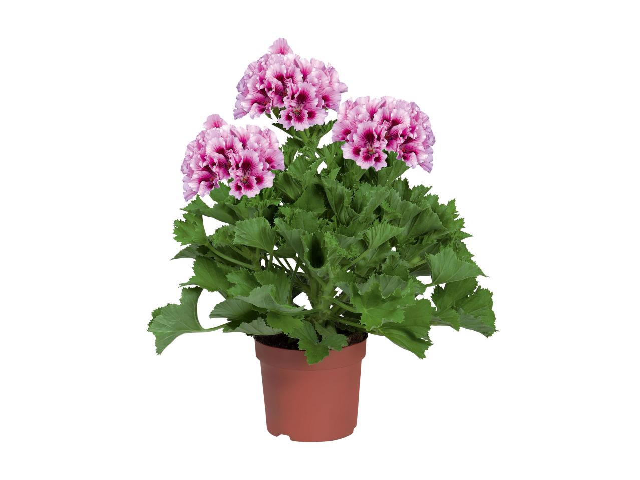 Franse geranium